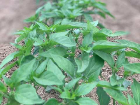 甘みの向こう側に辛味あり。シシトウ「翠臣」100g×6袋