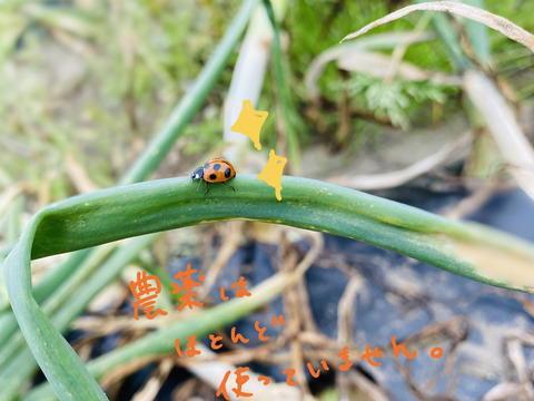 やみつき!【白子たまねぎ】小玉と中玉混ざり 9.5kg