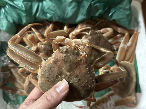 生セコガニ 内子と外子と蟹味噌の旬の3段ミルフィーユが魅力約1キロ（5～9尾入）