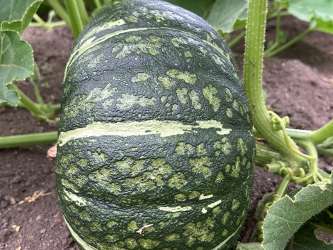 旬のセット🍠🎃【北海道産🌎農薬化学肥料・除草剤不使用】甘いサツマイモ5㎏🍠ホクホク南瓜5㎏のセット🍠🎃