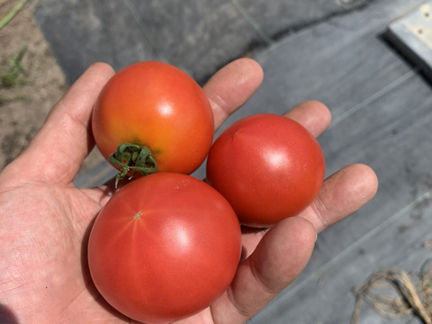 限定セット　トマトB品、はじき品（約2kg）