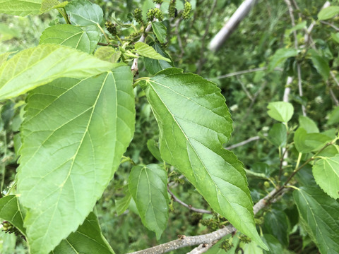 自然農法栽培農薬不使用　 桑の葉  200枚以上お入れしてお送りいたします    　桑の葉茶などに　5月から出荷スタート致します。