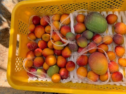 南国鹿児島県産　完熟アップルミニマンゴー　1ｋｇ