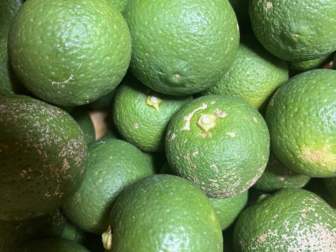 お得に訳あり！【食べ比べ】お試し スダチ&カボス 500gずつ【農薬不使用】