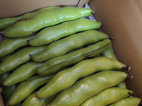 🉐《南房総から》2㎏サイズ色々🫛ソラマメもぎたて送ります⭐⭐