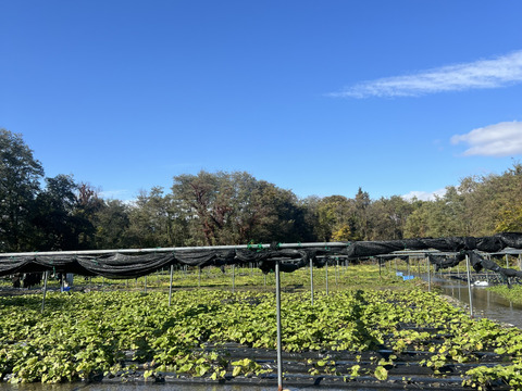 【朝採り当日発送】120年守る安曇野の湧水育ち。希少な「葉わさび1kg」＆お試し生わさび（ご家庭用・100g)セット