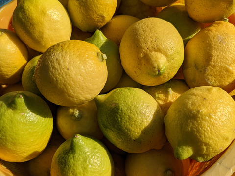 栽培期間農薬不使用】大崎上島産レモン10kg：広島県産のみかん・柑橘類