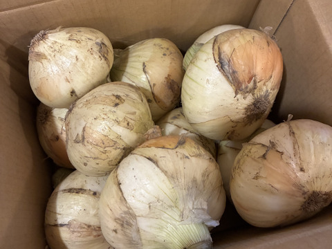 【家庭用】元気いっぱいの淡路島　新たまねぎ！（3ｋｇ）【ひょうご安心ブランド認証】