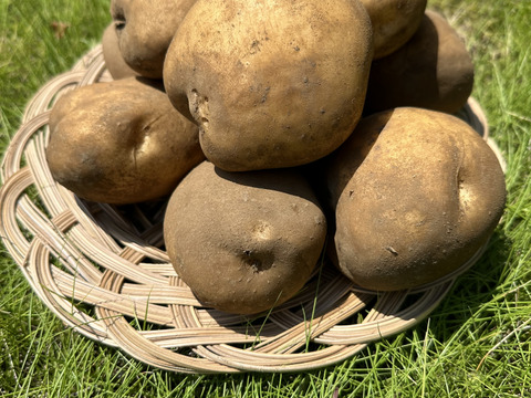 【舌触りのなめらかさ、異次元】澱粉質が最高超に達した秀逸品キタアカリ😋今までのポテサラの概念を覆す美味しさ‼️Mサイズ3kg（約20〜30個入り）