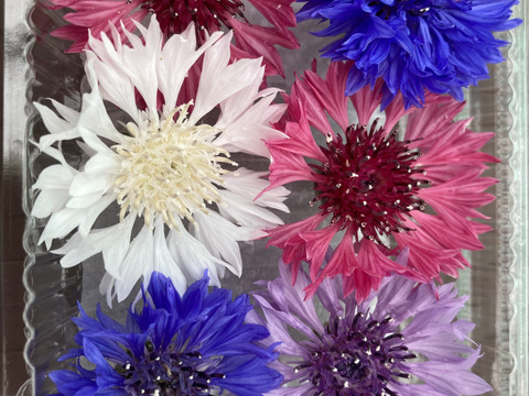 エディブルフラワー　コーンフラワー6輪