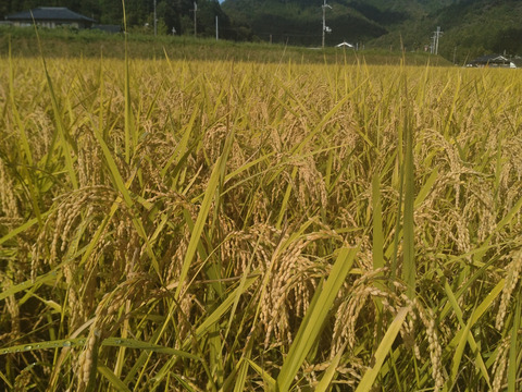 「有機JAS認証　丹波篠山アイガモ米」こしひかり玄米５Kg