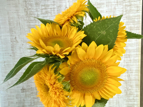 【ひまわり５本】ひまわり&ふわふわモコモコのテディベア（希少）登場！インパクトありあり！