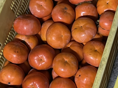 旬最後の味　訳あり富有柿　7.5kg　（30〜35個入）