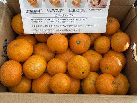 【前回即完売】糖度最高クラス！濃い味好きのための有田みかん 3キロ箱 和歌山県 有田 みかん 2S~3Lサイズ　家庭用キズあり