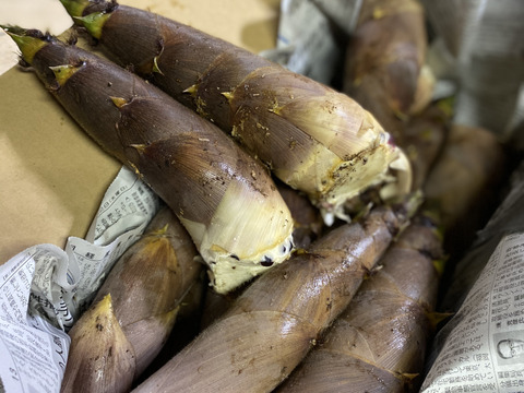 煮て揚げて焼いて抜群の歯ごたえと美味しさ【破竹たけのこ】収穫当日クール発送！４ｋｇ