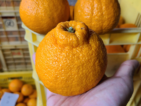 有機JAS認証　愛媛県産　有機　不知火　オーガニック　(家庭用)