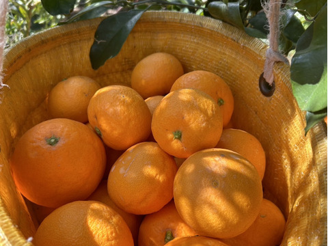 やまの実農園がつくる訳あり清見7kg