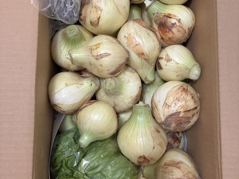 大好評，地層が違う淡路島、訳訳あり新玉ねぎスーパーアップ６キロ(風袋込み)