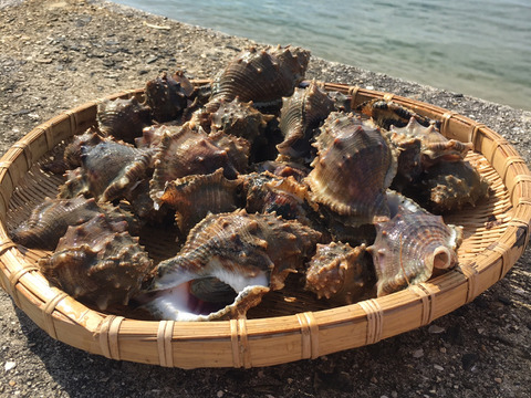 ミヤコボラ貝（ズボ）30個