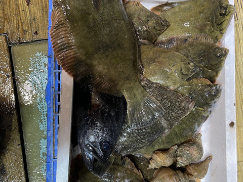 初回限定box 北海道苫小牧産 カレイおまかせセット 5kg位 北海道産 食べチョク 農家 漁師の産直ネット通販 旬の食材を生産者直送 初回限定box 北海道苫小牧産 カレイおまかせセット 5kg位 北海道産 食べチョク 農家 漁師の産直ネット通販 旬の食材を生産者直送