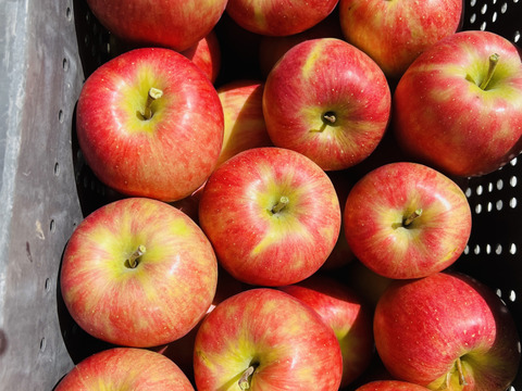 残り20ケース🍎【福袋2025】旬のりんご🍎&農園特製加工品セット 高評価コメント100件越え福袋🍎復活しました🎊 商品ID44733 りんご ジャム ジュース りんごジュース フリーズドライ