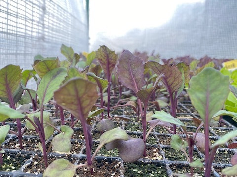 栄養満点！彩り鮮やかなムラサキキャベツ ２キロ箱（例：５００ｇ×４個）