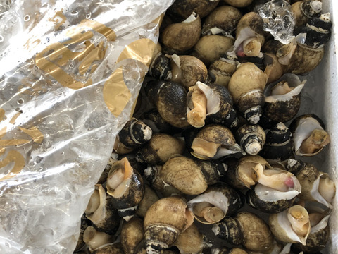 味噌汁 煮付け用に最適 深海性バイ貝 つばい 山形県産 食べチョク 農家 漁師の産直ネット通販 旬の食材を生産者直送 味噌汁 煮付け用に最適 深海性バイ貝 つばい 山形県産 食べチョク 農家 漁師の産直ネット通販 旬の食材を生産者直送