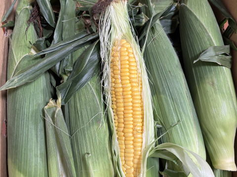 「一度お試しあれ！」　12本　あま～～い！！　【トウモロコシ】　✩ほしつぶコーン✩　　艶やかイエロー　【朝どれ】【夏ギフト】