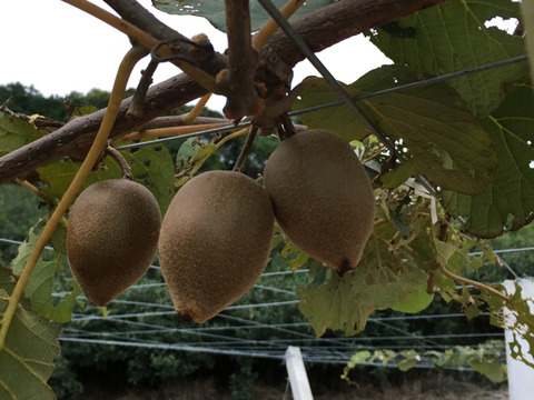 【新品種】国産ゴールドキウイ！『東京ゴールド』2キロ