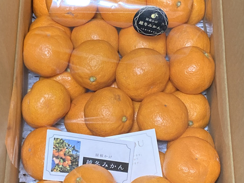 超完熟宮川早生⭐︎屋根かけ越冬みかん　3キロSサイズ　家庭用　有田みかん　早生みかん