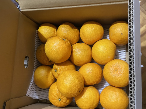 【訳あり】星乃デコ 不知火 木成り完熟 愛媛産みかん 3.5kg