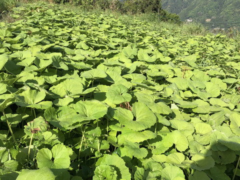 天然無農薬 春の山菜 山フキ ふき0ｇ 10 2kg朝取新鮮 徳島県産の野菜 食べチョク 産地直送 産直 お取り寄せ通販 農家 漁師から旬の食材を直送