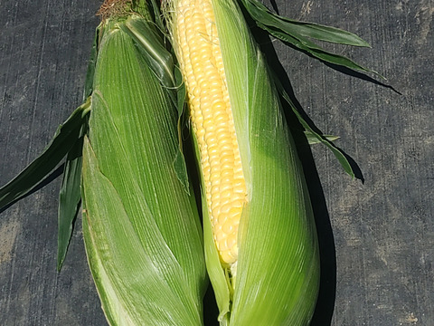 〘食べ比べ！もろこし🌽🌽🌽〙
【朝採り即出荷】
きみひめ/ミルフィーユ各３本（2.5㎏）
甘熟後、順次発送いたします