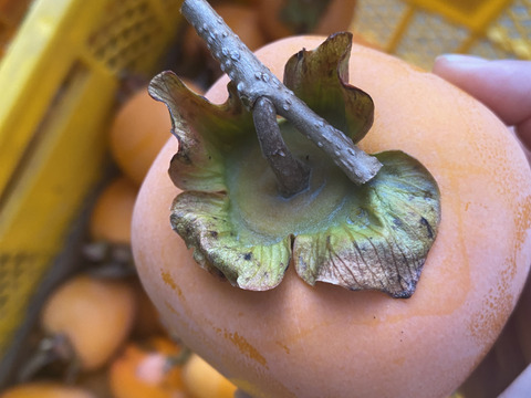 【干し柿用】豊橋産 蜂屋柿 2kg（農家直送）