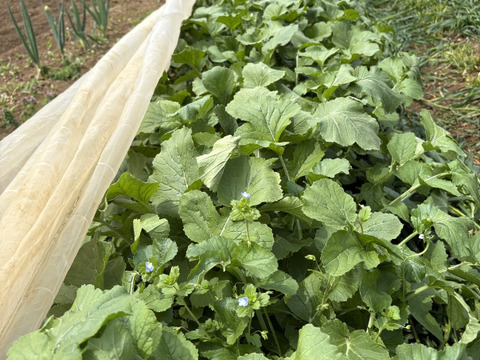 ”ノウフク“　四季姫2号　１キログラム（2本～3本）
【栽培期間中　農薬化学肥料不使用】