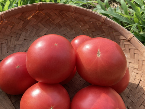 朝採り新鮮！果汁たっぷり！弾ける食感！　赤採り　大玉トマト１kg　みそら　農薬化学肥料不使用