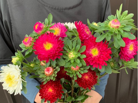 【旬のお花！】アスター10本　おまかせMiX（30〜50cm）