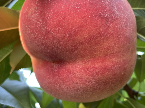 【限定お試し価格‼︎】品種お任せ‼︎6〜8玉‼︎あかつき、川中島、約1.5kg〜