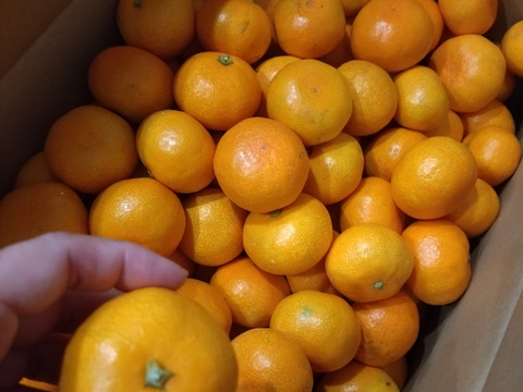 【家庭用】愛媛みかん 11kg(小玉サイズ) ひとくちで恋する♡濃い味みかん♪【冬ギフト】