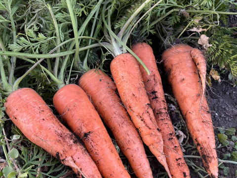 甘い！葉付きにんじん5キロ