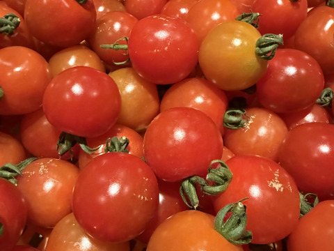 糖度8度前後｜味はそのまま
プレミアムルビー〈常温・家庭用〉訳あり 1kg
（福島県大熊町産・サンゴ砂礫農法）