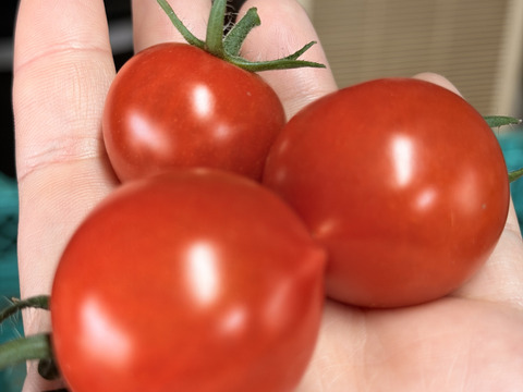 【当日朝採り・冷蔵便】甘さが弾けるミニトマト！クリーンなハウス水耕栽培で育てた、雑味なし（5kg）