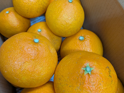 ゼリー食感！愛媛の乙姫！　まどんな　秀優品込み　1.5kg