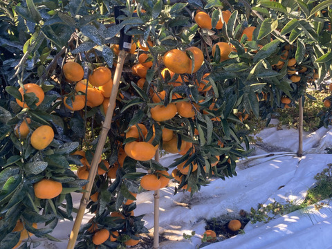 【貯蔵熟成で濃い甘み】濃蜜 青島みかん 5kg｜静岡県から産地直送（糖度12～14度）