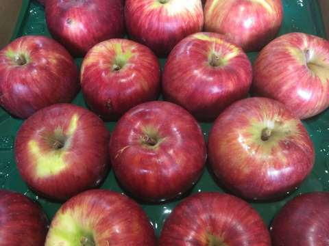 予約規格外サンつがる　5キロ