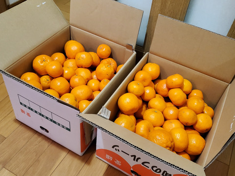 ポンカン訳あり20kg