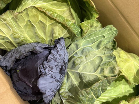 【食べチョクアワード2025入賞】
２玉🌊海風🌊春キャベツ🌊