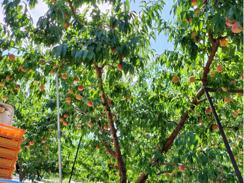 お手頃丸かじり桃!!『川中島白桃 2kg』☆数量限定☆【小玉品】