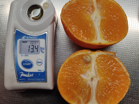 樹上完熟まどんな　家庭用Ｂ品　愛媛果試第28号　3キロ