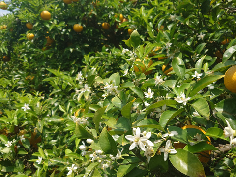 酸味と甘味のバランスが絶妙！自然栽培甘夏　4kg（12〜13個）